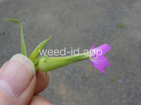 catchfly, cone